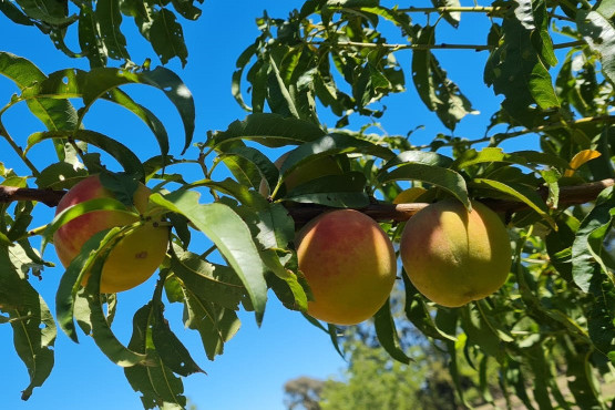 Aplican inteligencia artificial para transformar la fruticultura