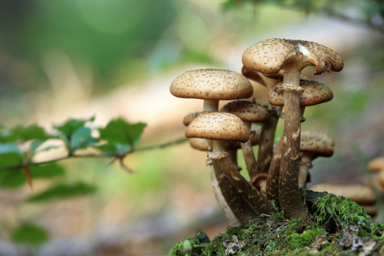 Estudian el cultivo de hongos como fuente de proteína