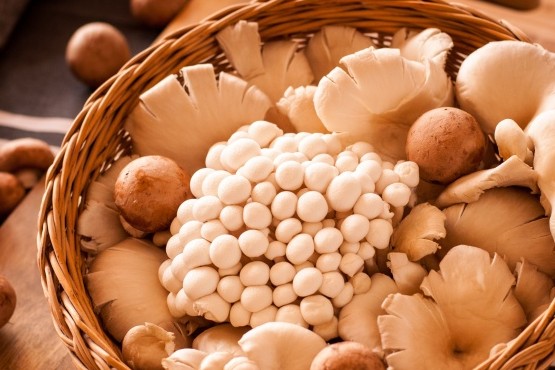 Hongos, progatonistas de una nutrición sostenible