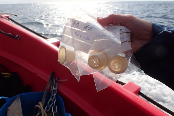 Desarrollan una cápsula de café compostable y biodegradable en el mar