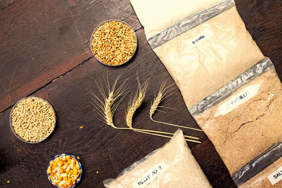 Especialistas del CONICET buscan mejorar el rendimiento y la calidad de diferentes cultivos de granos