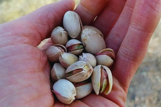 El INTA realizó la primera zonificación agroclimática del pistachero